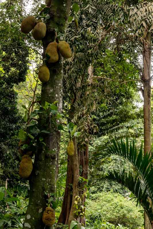Jackfruit Tree