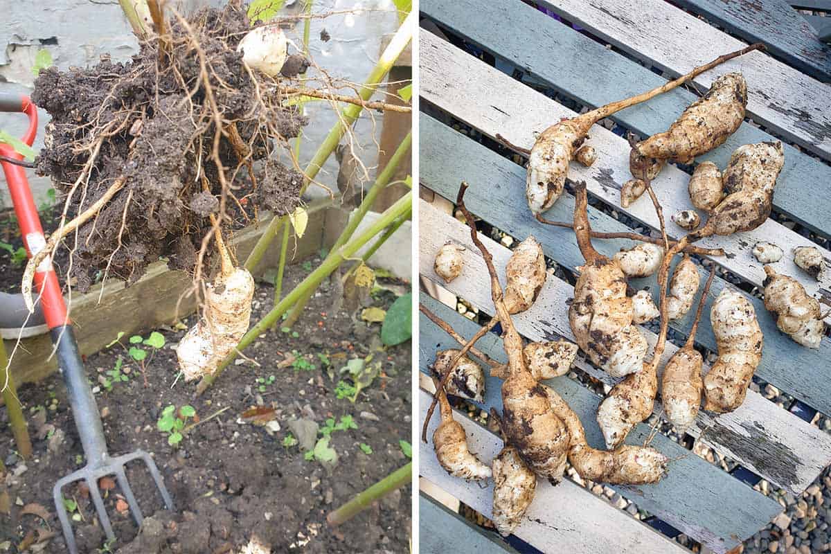 Homegrown Jerusalem Artichokes Dug Up from Garden