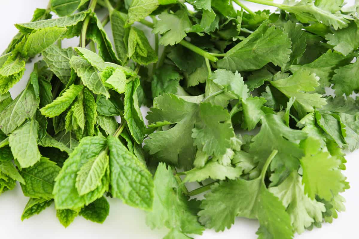 Close-Up of Fresh Mint and Coriander Leaves