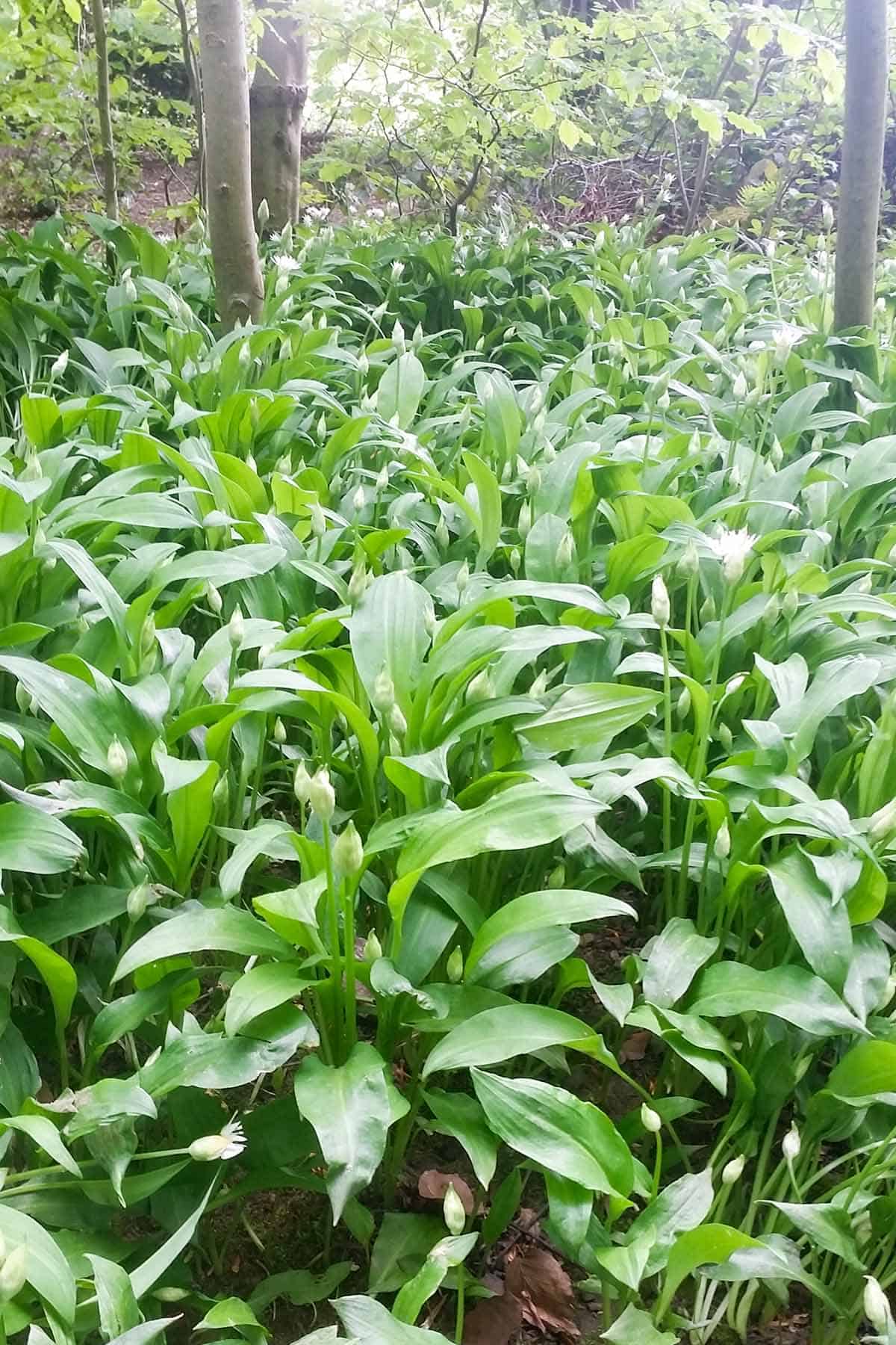 Wild Garlic Plants in British Woodland