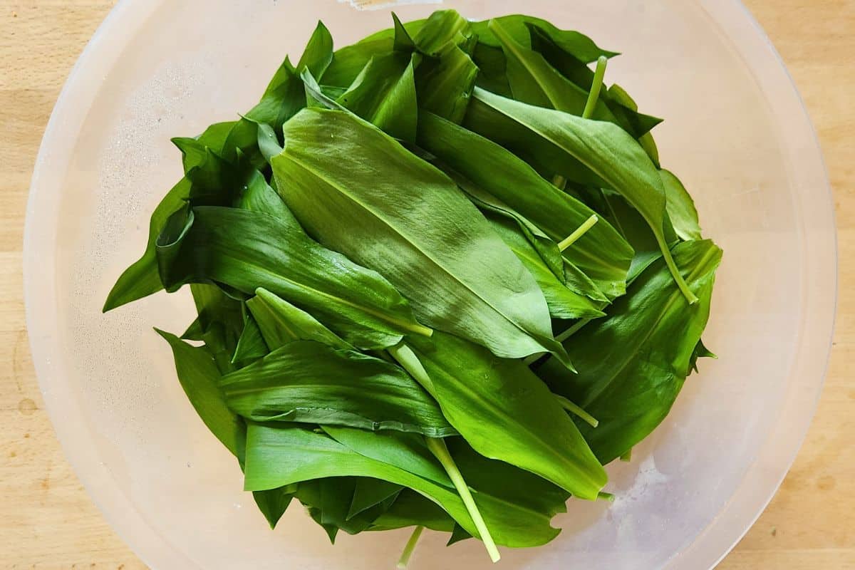 Fresh wild garlic leaves in bowl