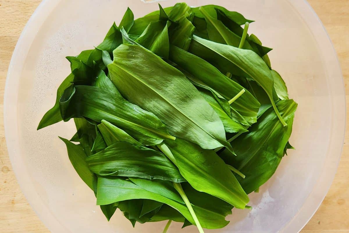 Washed wild garlic leaves in bowl overhead