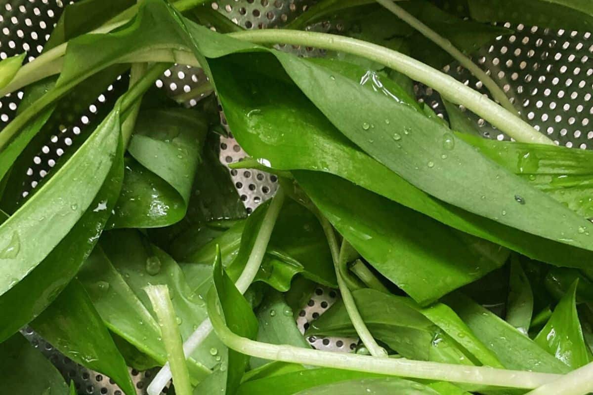 Fresh wild garlic leaves after foraging