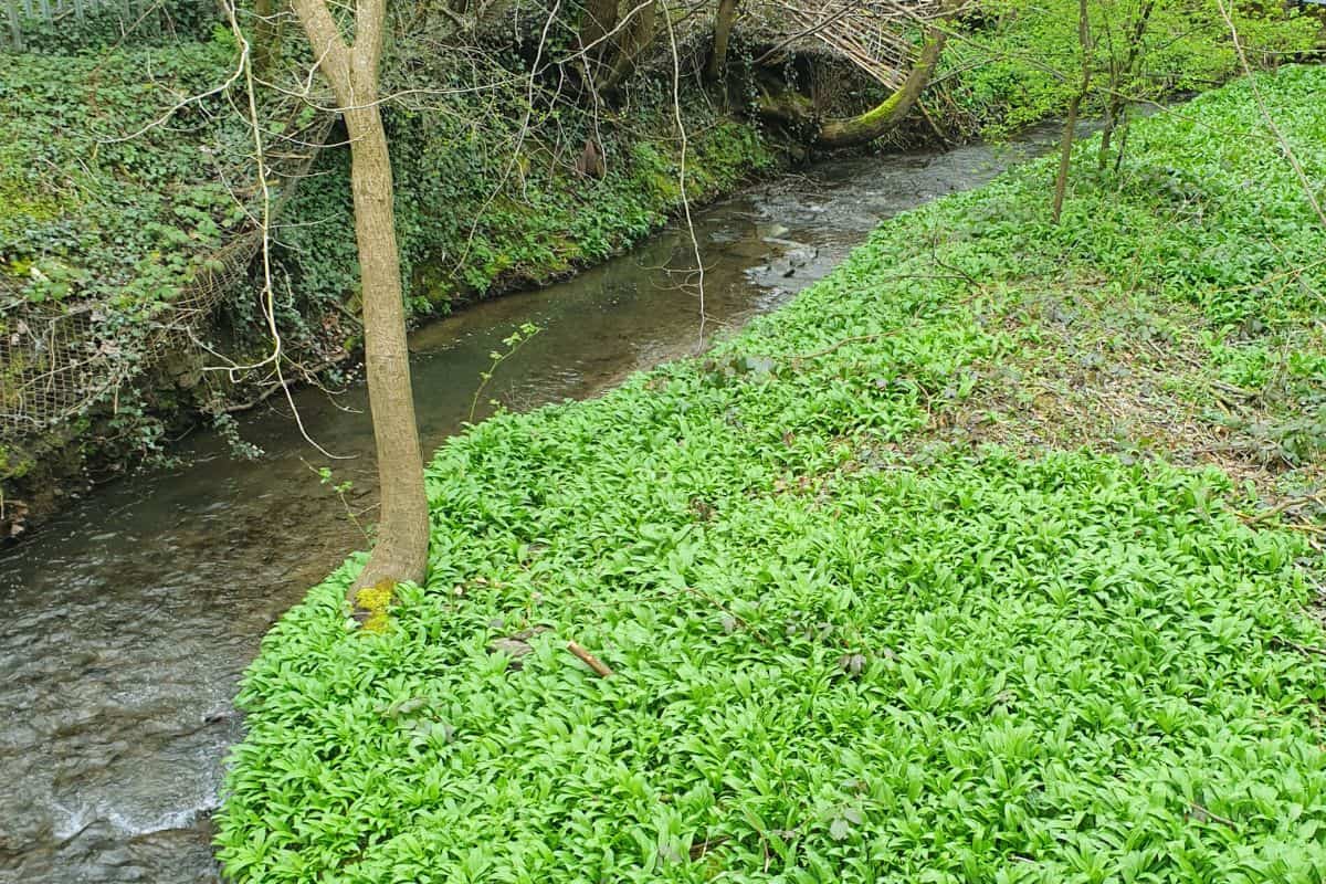 Carpet of wild garlic covering British woodland in spring