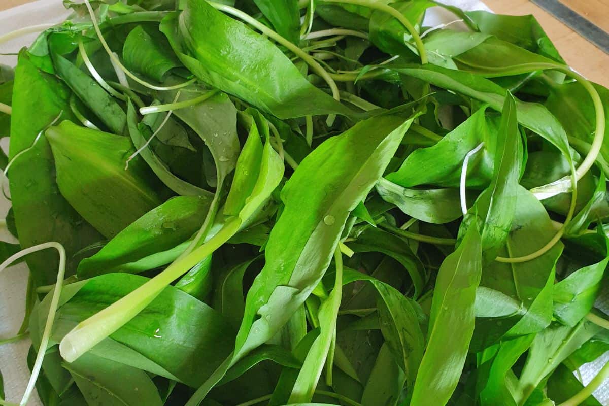 A pile of foraged ramsons on kitchen worktop