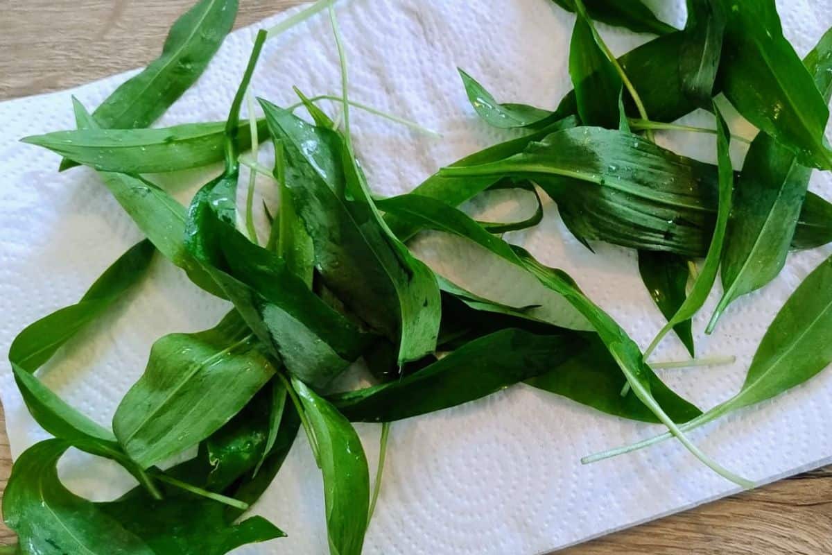 Wild garlic leaves on damp paper towel for storage