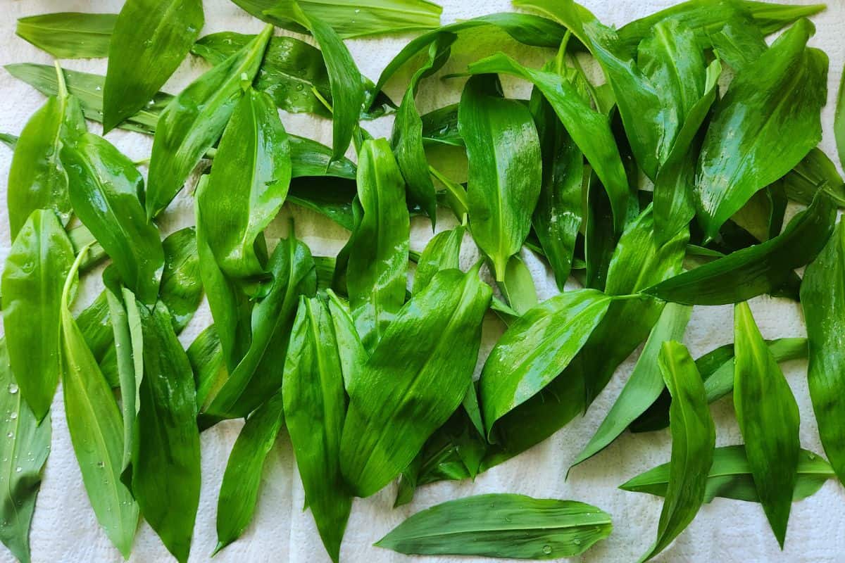 Drying washed leaves on paper towel