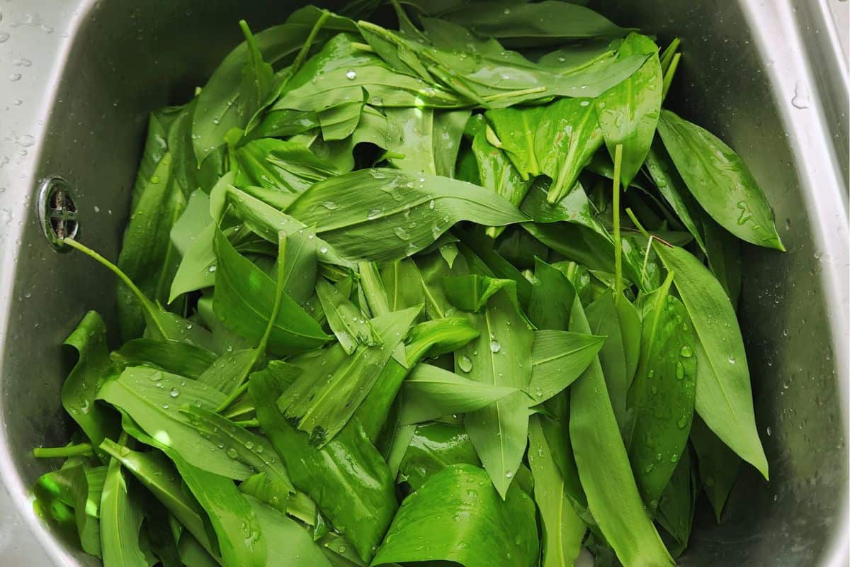 Washing foraged wild garlic leaves in kitchen sink