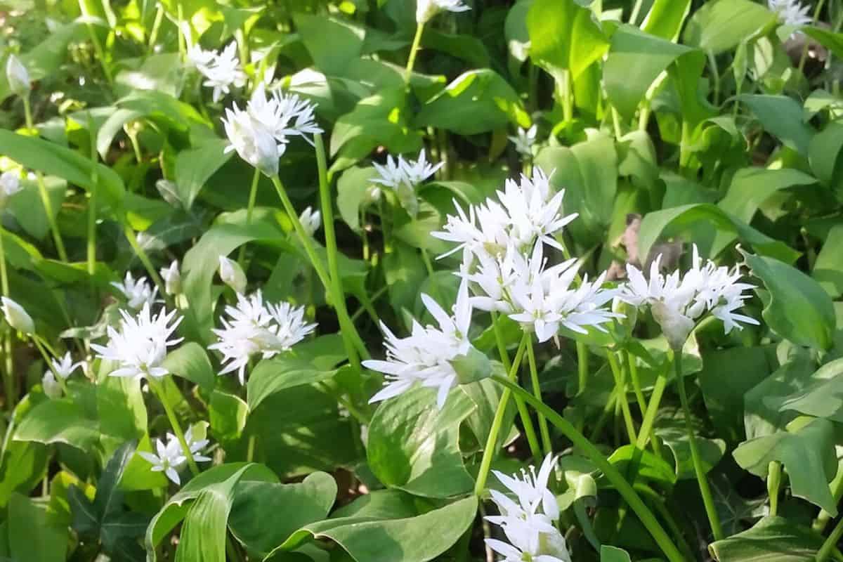 Wild garlic leaves, buds, and flowers in late April in UK