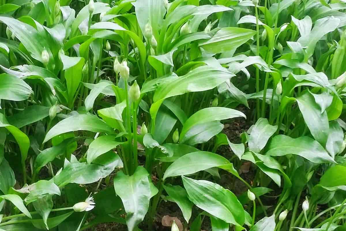 Wlid garlic plants with buds
