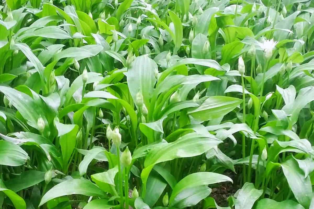 Wild ramsons growing in a woodland near Sheffield, UK