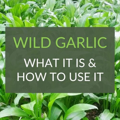 Wild garlic ultimate guide – what it is and how to use it